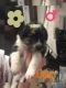Australian Shepherd Puppies for sale in Vermilion, OH, USA. price: NA