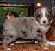 Australian Shepherd Puppies for sale in Los Angeles, CA, USA. price: $500