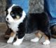 Australian Shepherd Puppies for sale in Wylie, TX, USA. price: NA
