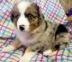Australian Shepherd Puppies for sale in Fayetteville, TN 37334, USA. price: NA