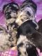 Australian Shepherd Puppies for sale in Greeneville, TN, USA. price: NA