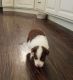Australian Shepherd Puppies for sale in Robstown, TX 78380, USA. price: NA