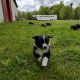 Australian Shepherd Puppies for sale in Efland, NC, USA. price: NA