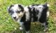 Australian Shepherd Puppies for sale in Seattle, WA 98101, USA. price: NA