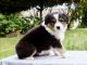 Australian Shepherd Puppies for sale in Sisters, OR 97759, USA. price: NA