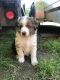 Australian Shepherd Puppies for sale in Lisbon, OH 44432, USA. price: NA