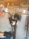 Australian Shepherd Puppies for sale in Waucoma, IA 52171, USA. price: NA