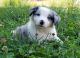 Australian Shepherd Puppies for sale in Knoxville, TN, USA. price: NA