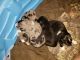 Australian Shepherd Puppies for sale in Rice, TX 75155, USA. price: NA