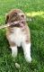Australian Shepherd Puppies for sale in Tacoma, WA, USA. price: $700