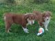Australian Shepherd Puppies for sale in Elizabeth, CO 80107, USA. price: NA