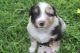 Australian Shepherd Puppies for sale in 426 Loop Rd, Elkton, VA 22827, USA. price: NA