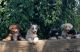 Australian Shepherd Puppies for sale in Wilton, CA, USA. price: $600