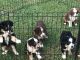Australian Shepherd Puppies for sale in Lavonia, GA 30553, USA. price: $400