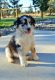 Australian Shepherd Puppies for sale in Prineville, OR 97754, USA. price: NA