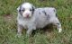 Australian Shepherd Puppies for sale in Sacramento, CA 95834, USA. price: $500