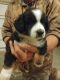 Australian Shepherd Puppies for sale in Fiatt, IL 61433, USA. price: NA