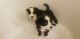 Australian Shepherd Puppies for sale in Raleigh, NC, USA. price: NA