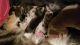 Australian Shepherd Puppies for sale in Dover, OH, USA. price: NA