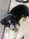 Australian Shepherd Puppies for sale in Uniontown, OH 44685, USA. price: $200