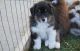 Australian Shepherd Puppies for sale in Lowell, MA 01851, USA. price: NA