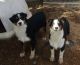 Australian Shepherd Puppies for sale in Pahrump, NV, USA. price: NA