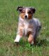 Australian Shepherd Puppies for sale in Garden City, ID, USA. price: NA