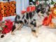 Australian Shepherd Puppies for sale in Hammond, IN, USA. price: NA