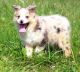 Australian Shepherd Puppies for sale in St. Louis, MO, USA. price: NA