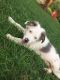 Australian Shepherd Puppies for sale in Bloomfield, IN 47424, USA. price: NA