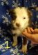 Australian Shepherd Puppies for sale in Reading, MI 49274, USA. price: NA