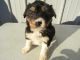 Australian Shepherd Puppies for sale in South Bend, IN, USA. price: $100