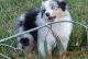 Australian Shepherd Puppies for sale in Columbia, SC, USA. price: NA