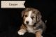 Australian Shepherd Puppies for sale in Muskogee, OK, USA. price: NA