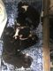 Australian Shepherd Puppies for sale in Raeford, NC 28376, USA. price: NA