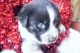 Australian Shepherd Puppies for sale in 5565 Haw Patch Rd, Ferrum, VA 24088, USA. price: NA