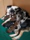 Australian Shepherd Puppies for sale in Atlanta, IN, USA. price: NA