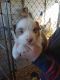 Australian Shepherd Puppies for sale in Yadkinville, NC 27055, USA. price: NA