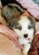 Australian Shepherd Puppies for sale in Tacoma, WA, USA. price: $1,500
