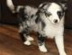 Australian Shepherd Puppies for sale in Texas City, TX, USA. price: $800
