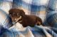 Australian Shepherd Puppies for sale in Detroit, MI, USA. price: NA