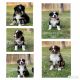 Australian Shepherd Puppies for sale in Aurora, TX 76078, USA. price: NA