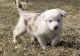 Australian Shepherd Puppies for sale in North Bergen, NJ, USA. price: NA