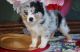 Australian Shepherd Puppies for sale in Tinley Park, IL, USA. price: $500