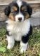 Australian Shepherd Puppies for sale in Florida Ave NW, Washington, DC, USA. price: $600