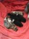 Australian Shepherd Puppies for sale in Waveland, MS, USA. price: $600