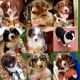 Australian Shepherd Puppies for sale in Sarasota, FL, USA. price: NA