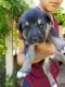 Australian Shepherd Puppies for sale in Wesleyan Dr, Irving, TX 75062, USA. price: NA