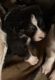 Australian Shepherd Puppies for sale in Raphine, VA 24472, USA. price: NA