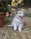Australian Shepherd Puppies for sale in Kenansville, NC 28349, USA. price: NA